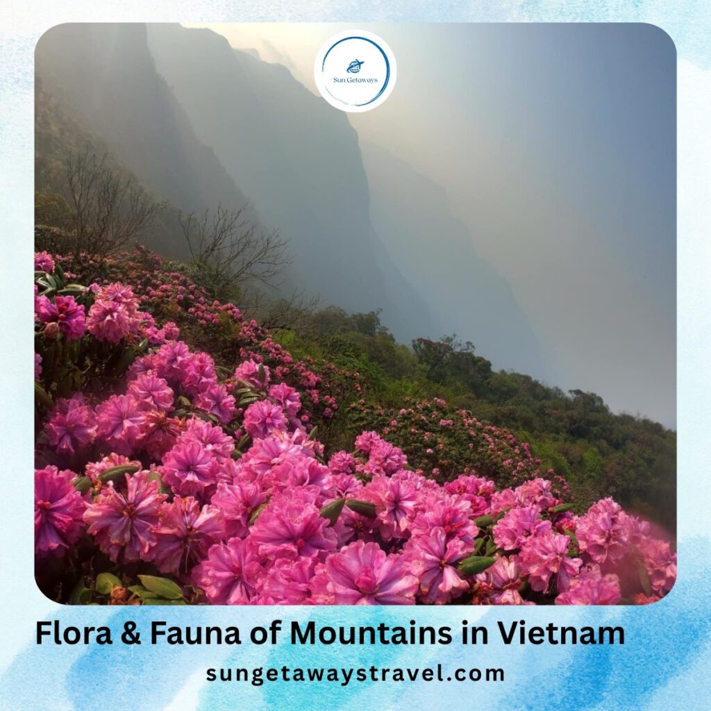 Flora & Fauna of Mountains in Vietnam