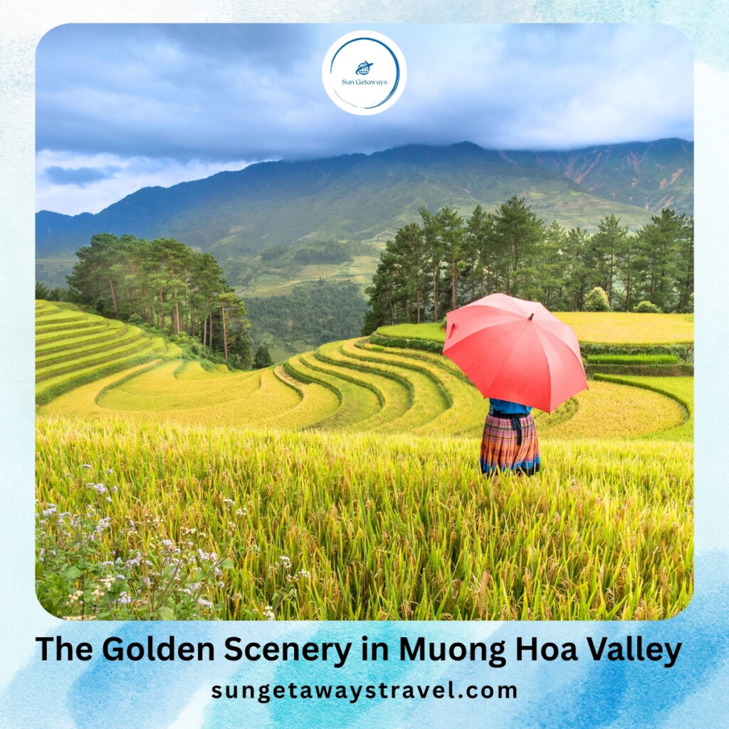 Golden Scenery in Muong Hoa Valley