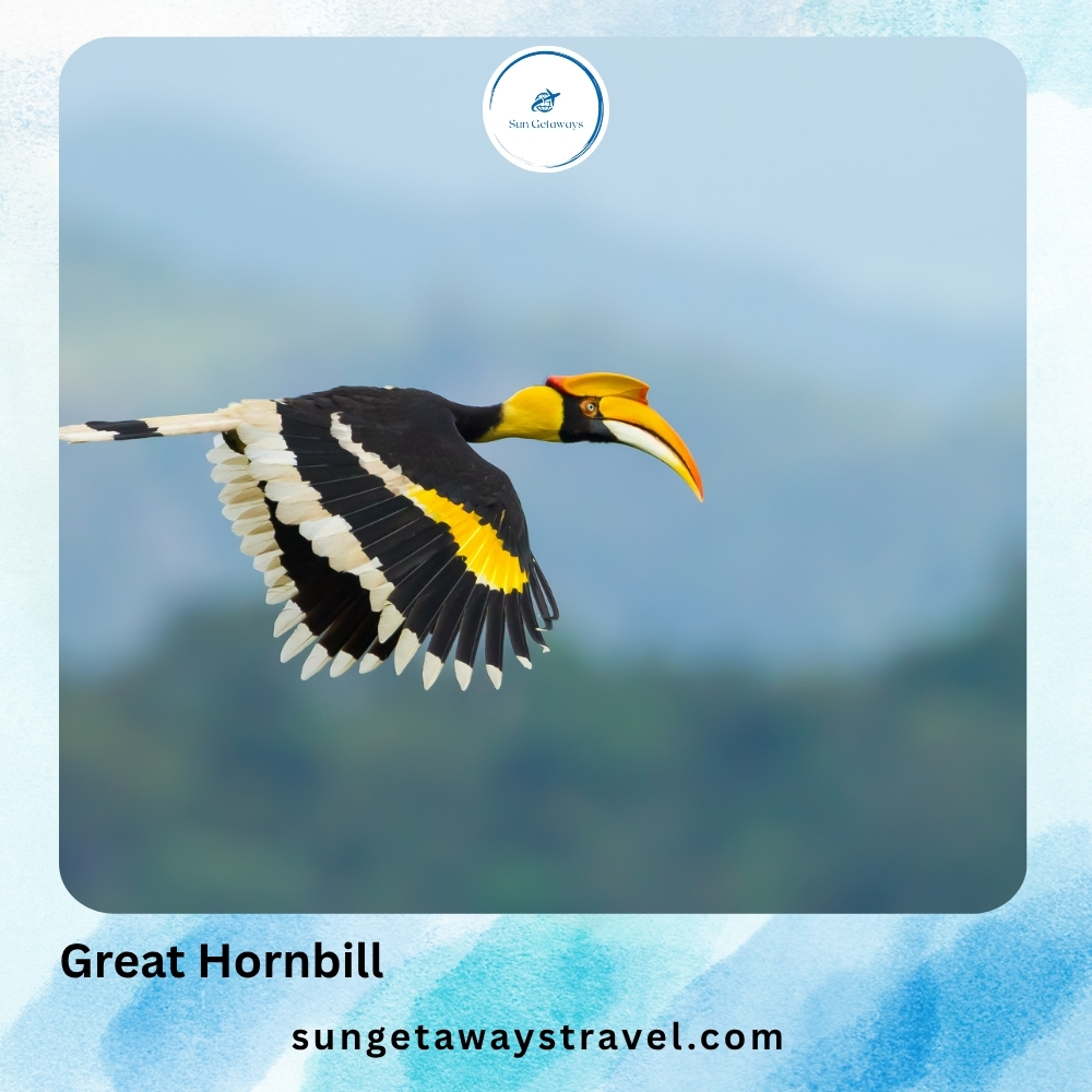 Great Hornbill