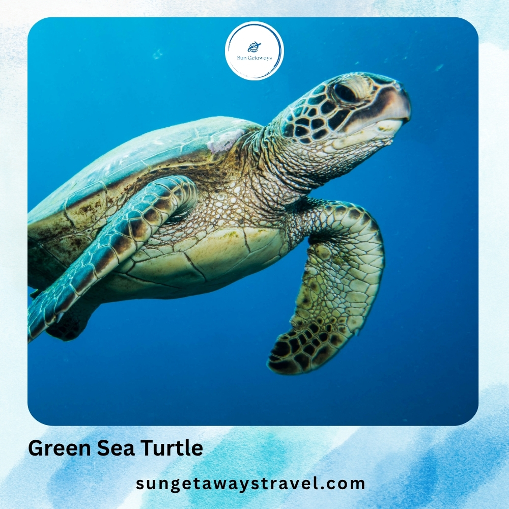 Green Sea Turtle