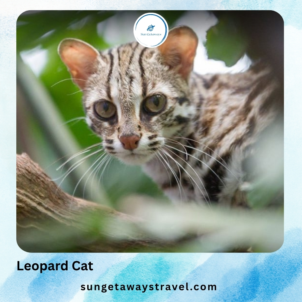 Leopard Cat