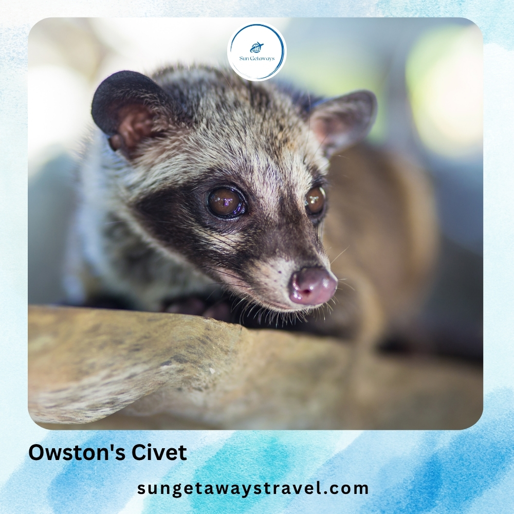 Owston's Civet