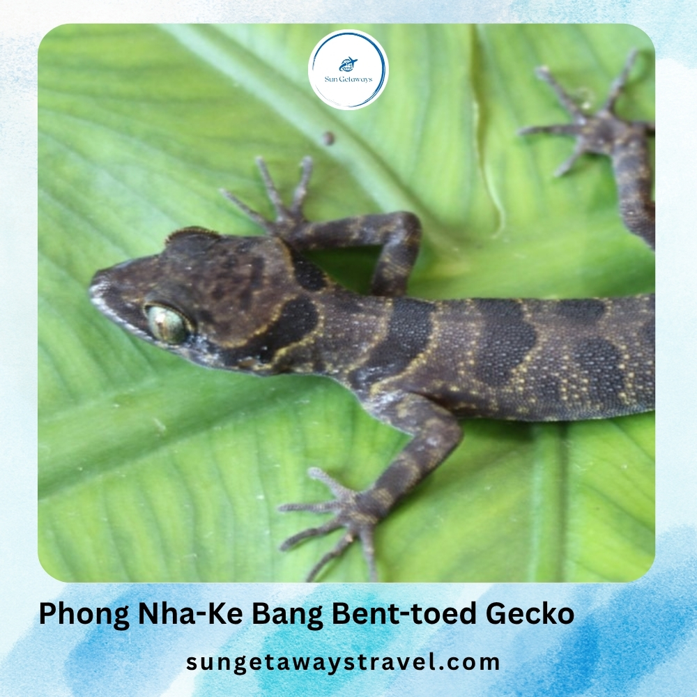Phong Nha-Ke Bang Bent-toed Gecko
