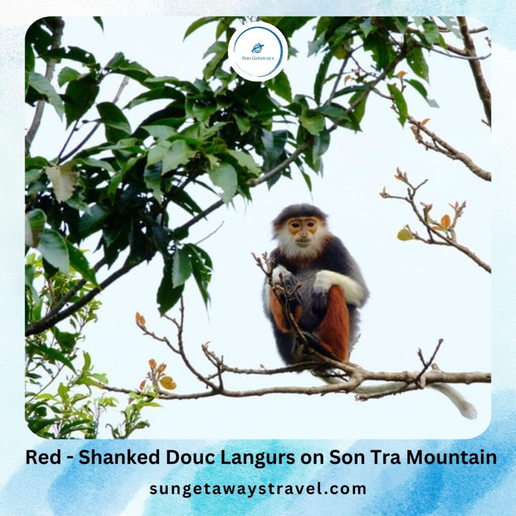 Red - Shanked Douc Langurs on Son Tra Mountain