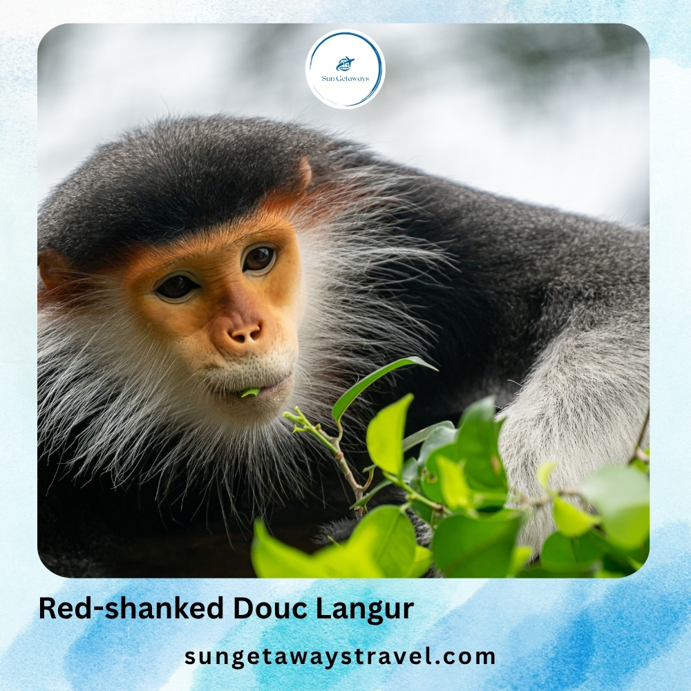 Red-shanked Douc Langur