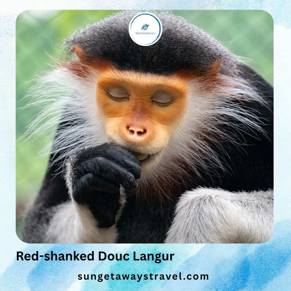 Red-shanked Douc Langur
