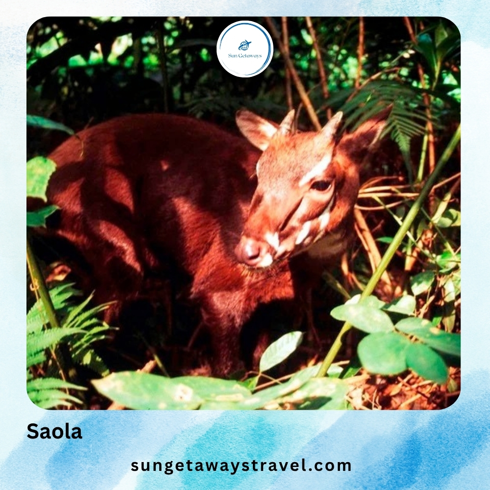 Saola