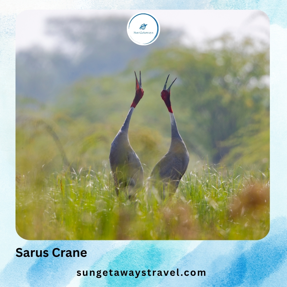 Sarus Crane