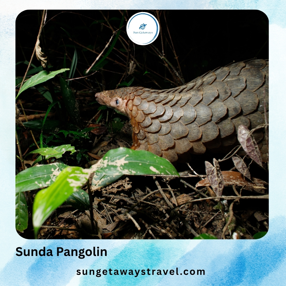 Sunda Pangolin