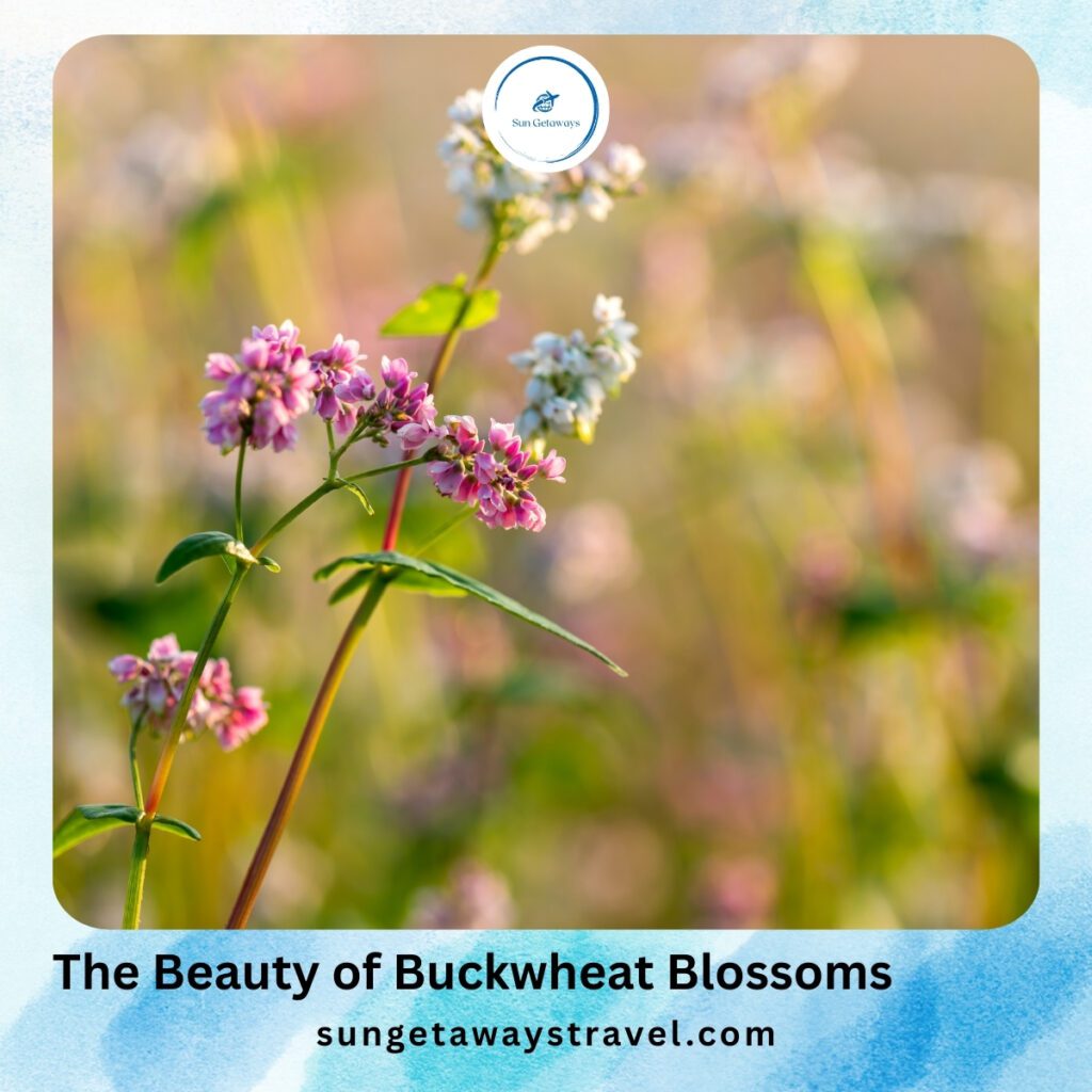 The Beauty of Buckwheat Blossoms