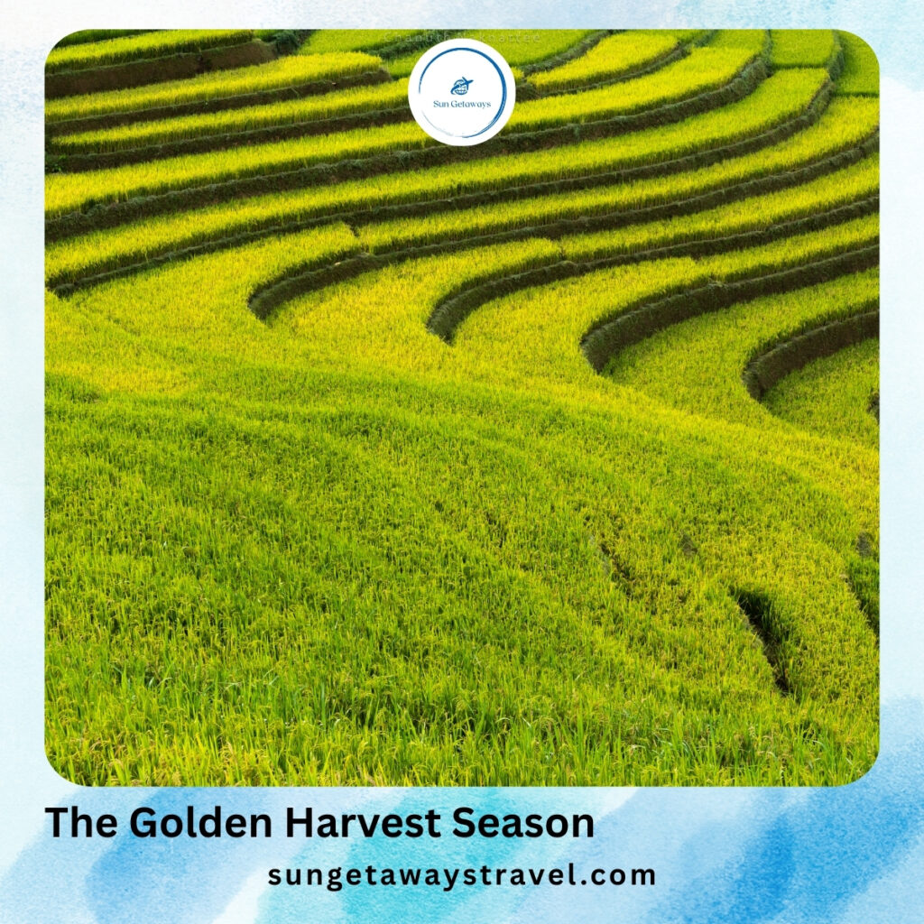 The Golden Harvest Season