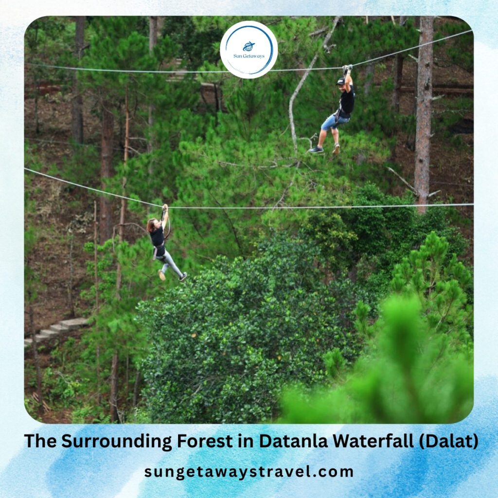 The Surrounding Forest in Datanla Waterfall (Dalat)