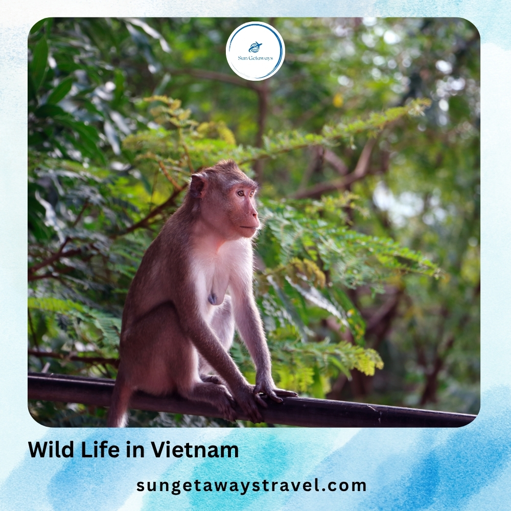 Wild Life in Vietnam