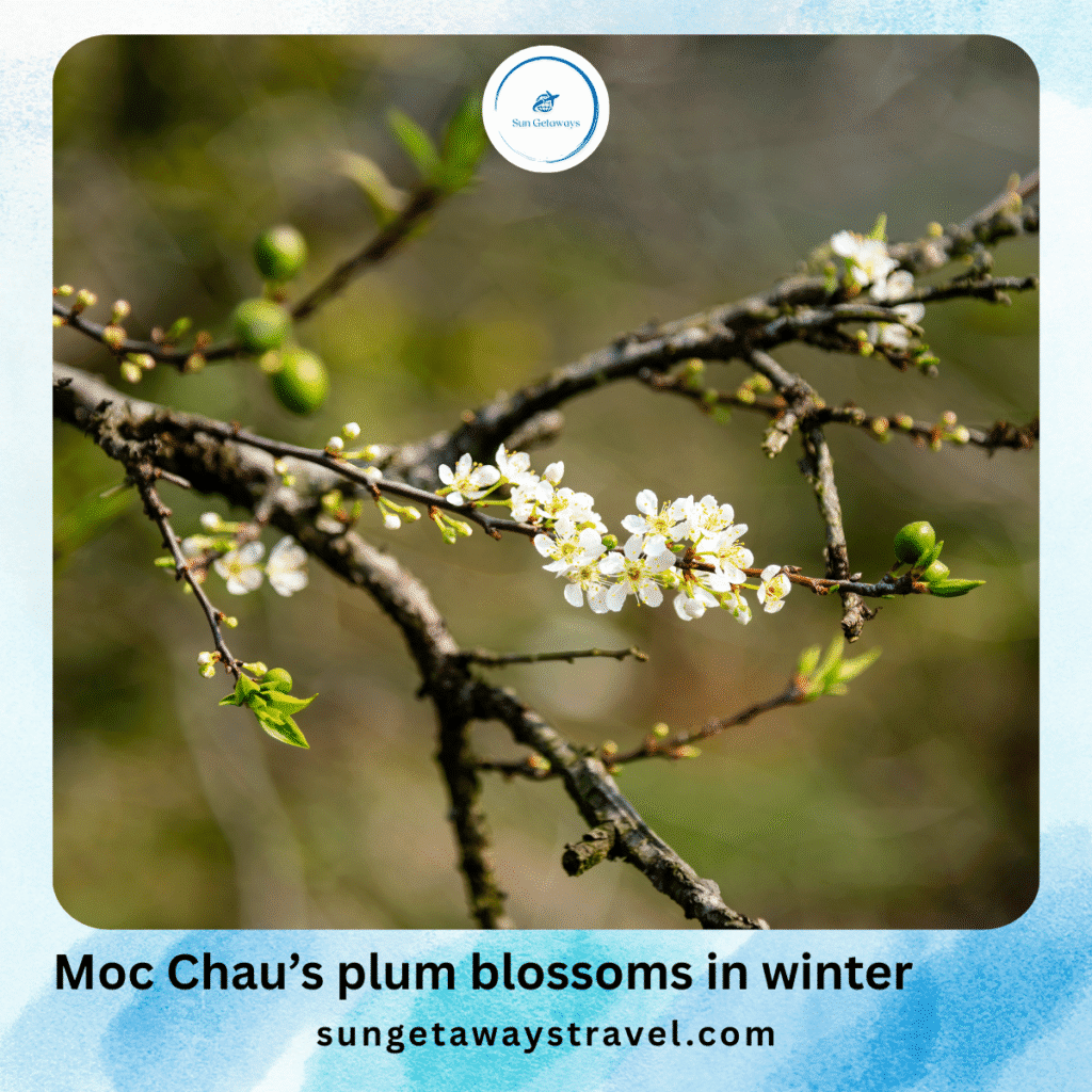Moc Chau's plum blossoms in winter