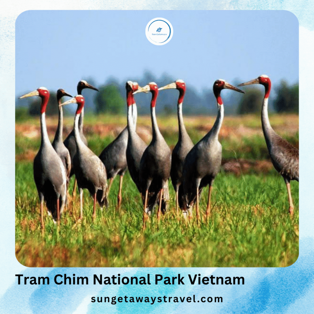 Tram Chim National Park VietNam