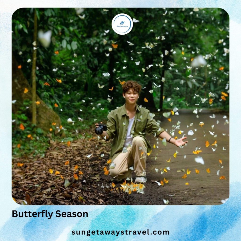 Butterfly Season in Cuc Phuong