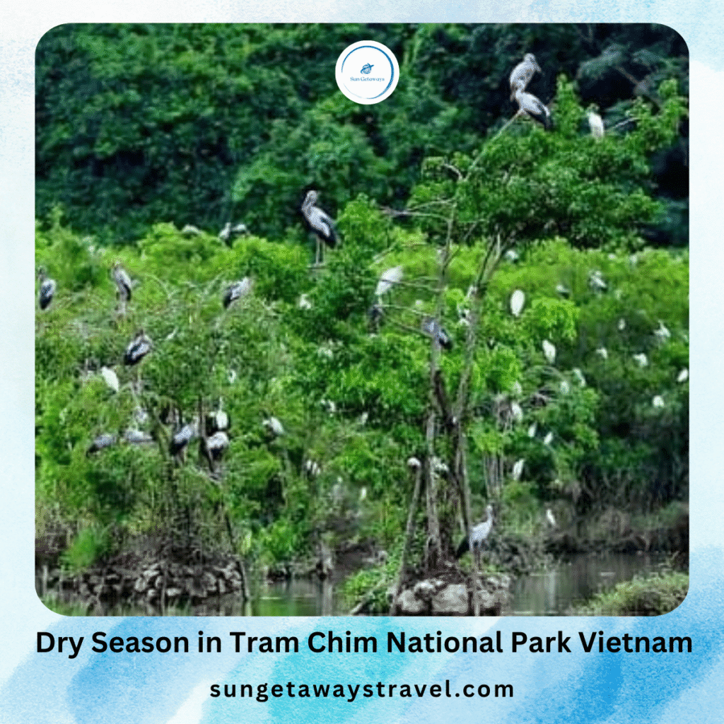 Dry Season in Tram Chim national park VietNam