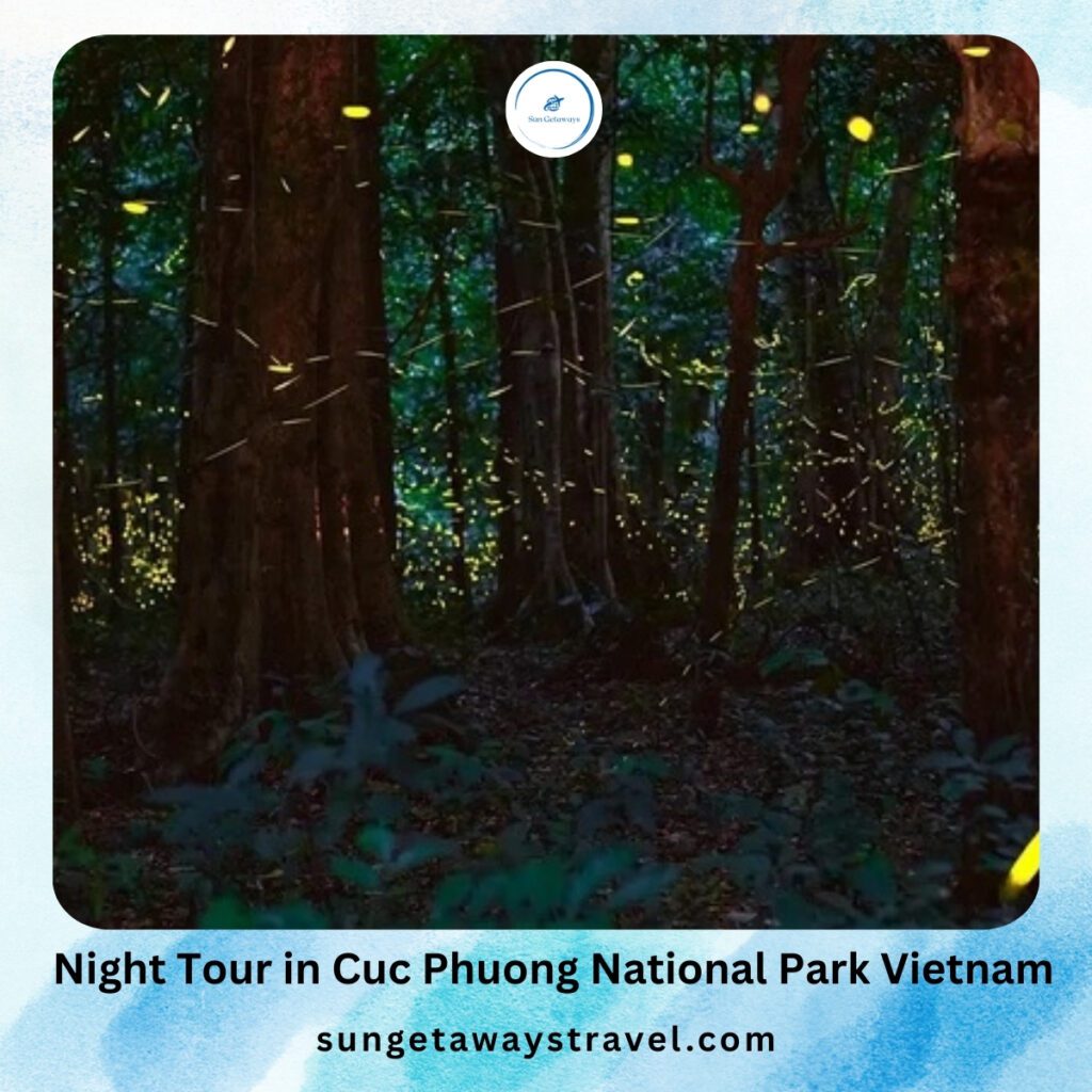 Night Tour in Cuc Phuong National Park VietNam