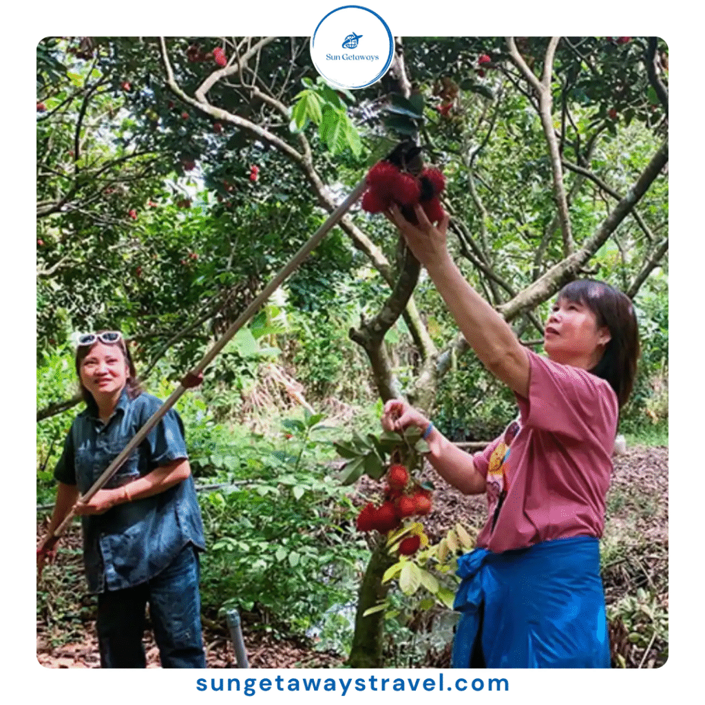 fruit farm tours in Vietnam