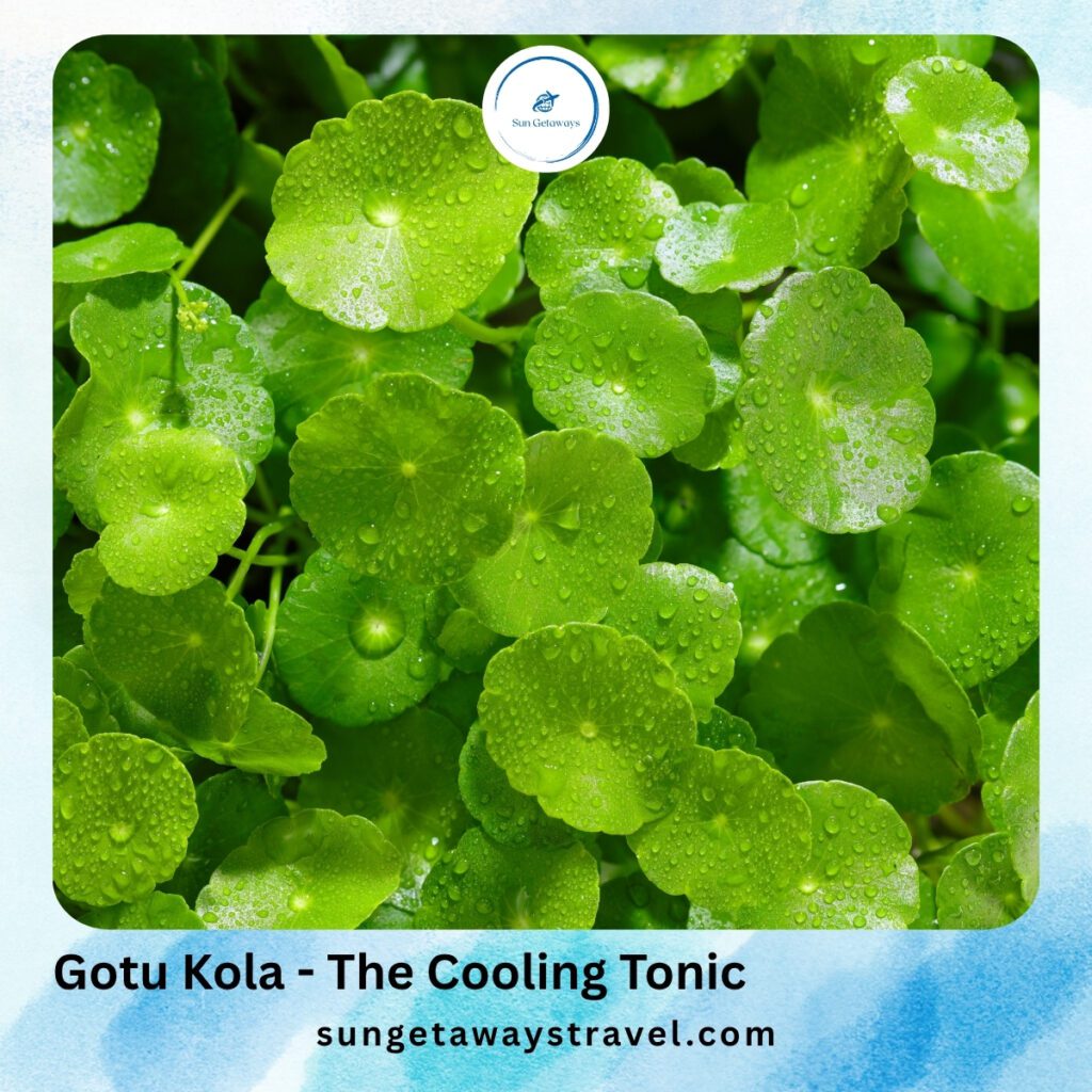 Gotu Kola - The Cooling Tonic