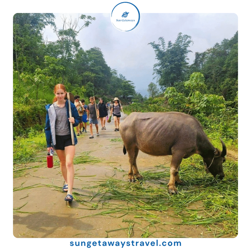 animal farming experience in Vietnam