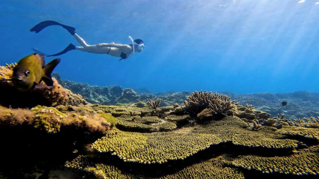 best snorkeling spots in Vietnam Con Dao