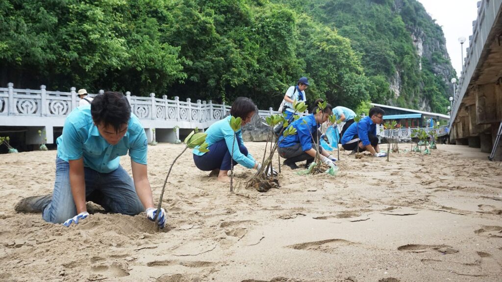 mangrove planting halong bay