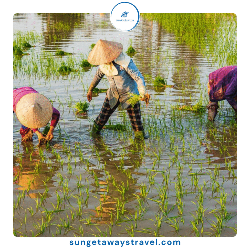 The Ultimate Guide to an Authentic Rice Farming Experience in Vietnam