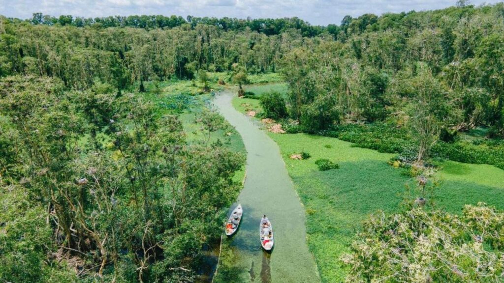 explore the Tra Su cajuput forest