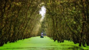 Tra Su cajuput forest