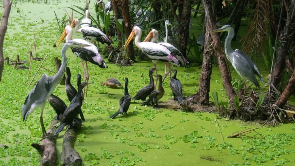 birds at Tra Su floating forest