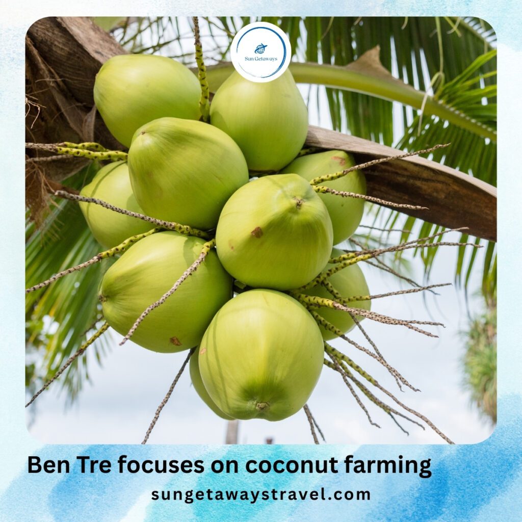 Ben Tre focuses on coconut farming