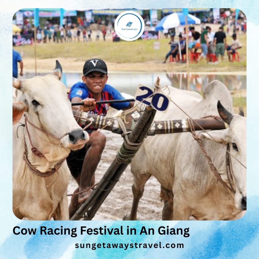 Cow Racing Festival in An Giang