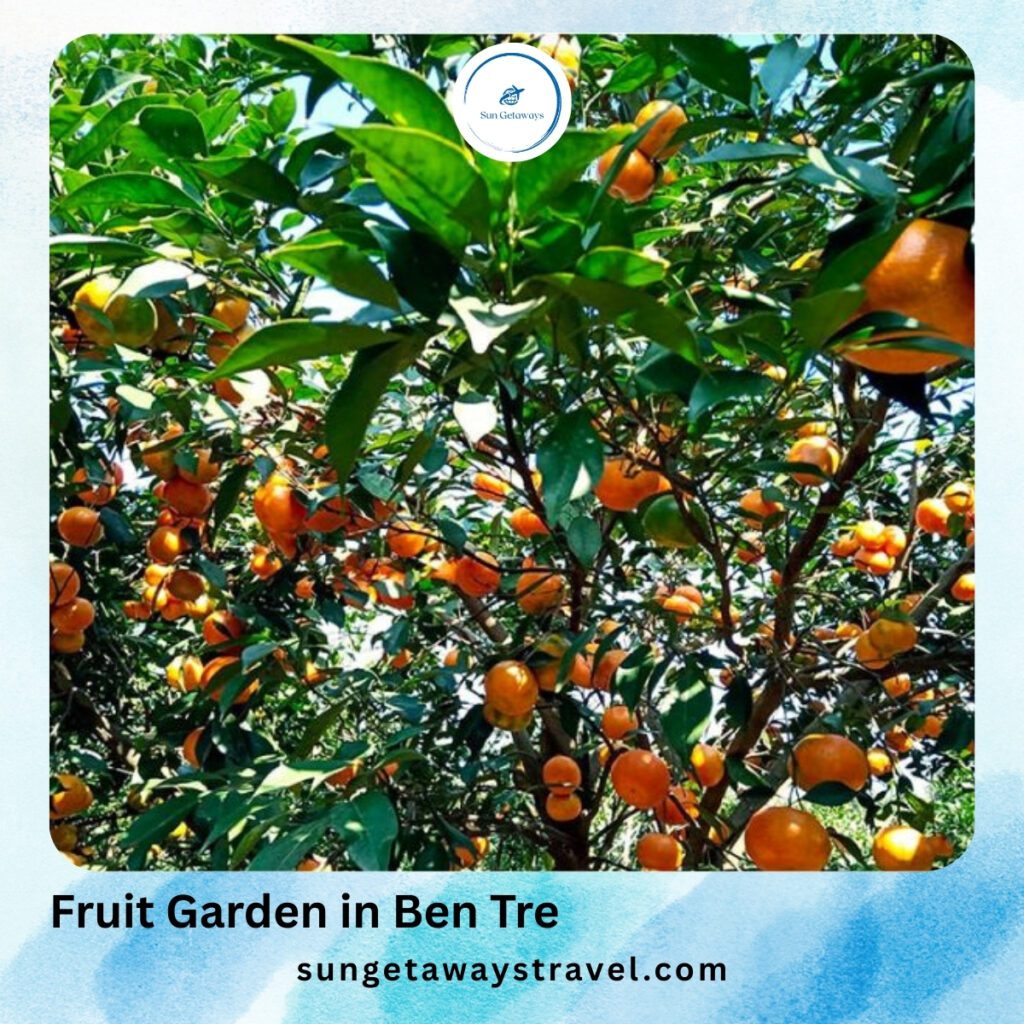 Fruit Garden in Ben Tre