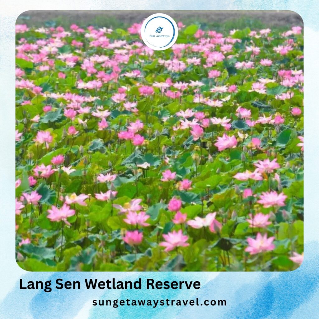 Lang Sen Wetland Reserve - Mekong Delta hidden gems