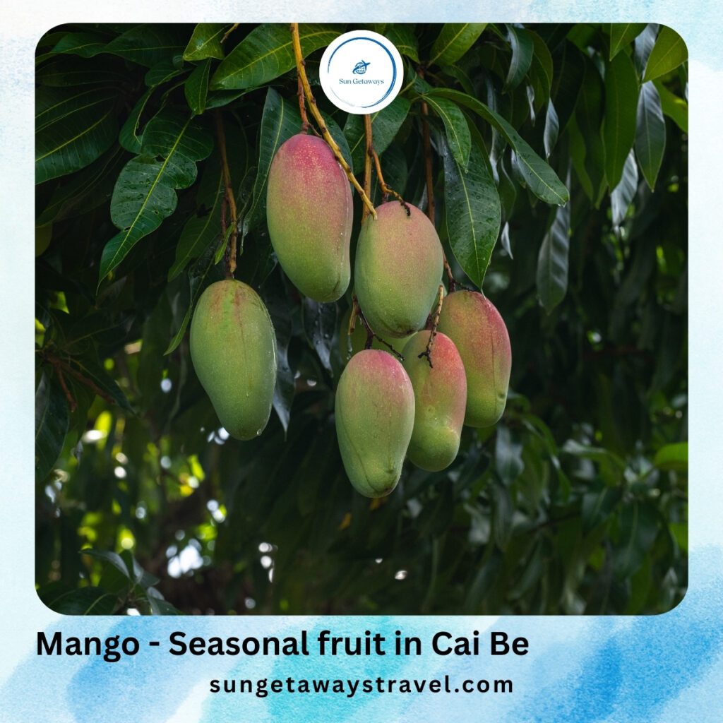Mango - Seasonal fruit in Cai Be