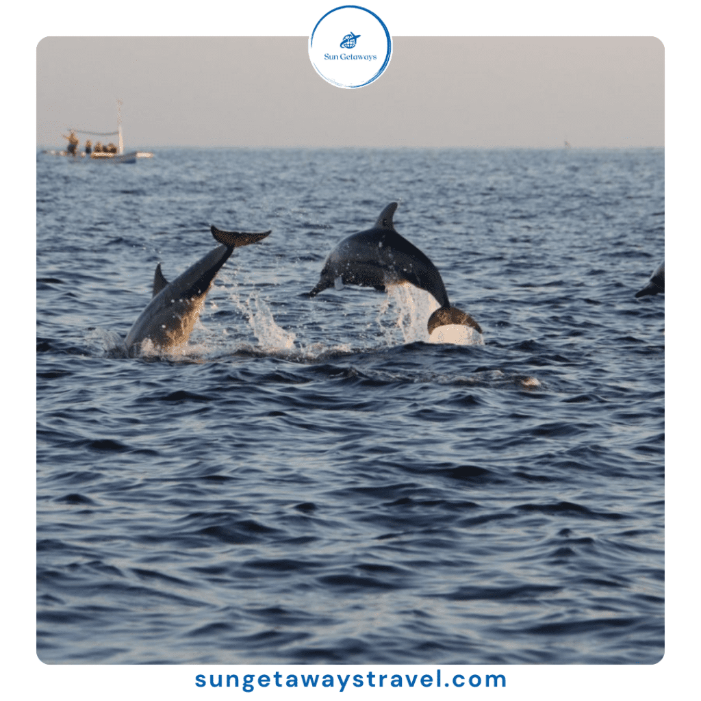 Vietnam-Dolphin-Tour