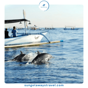 Vietnam-Dolphin-Tour