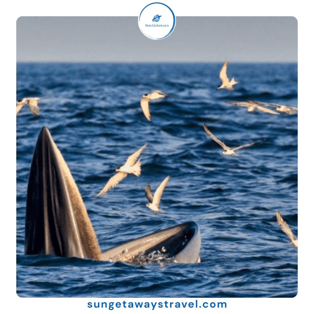 Tour in De Gi, Quy Nhon