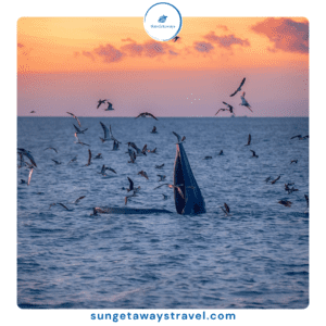 Vietnam whale watching tour - De Gi - Quy Nhon