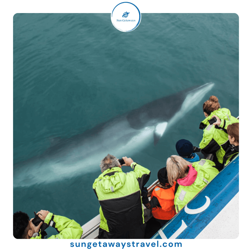 Vietnam whale watching tour