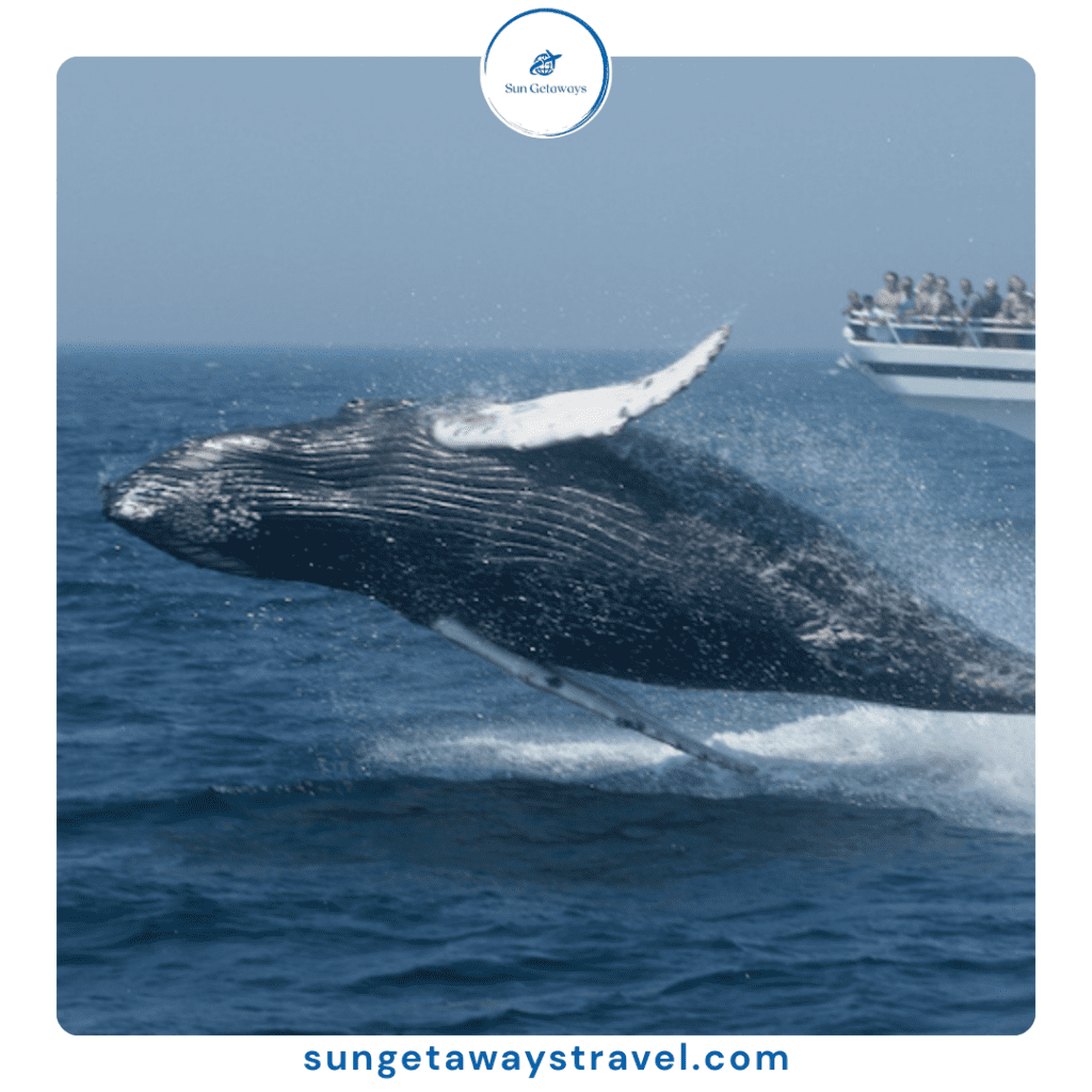 Vietnam whale watching tour