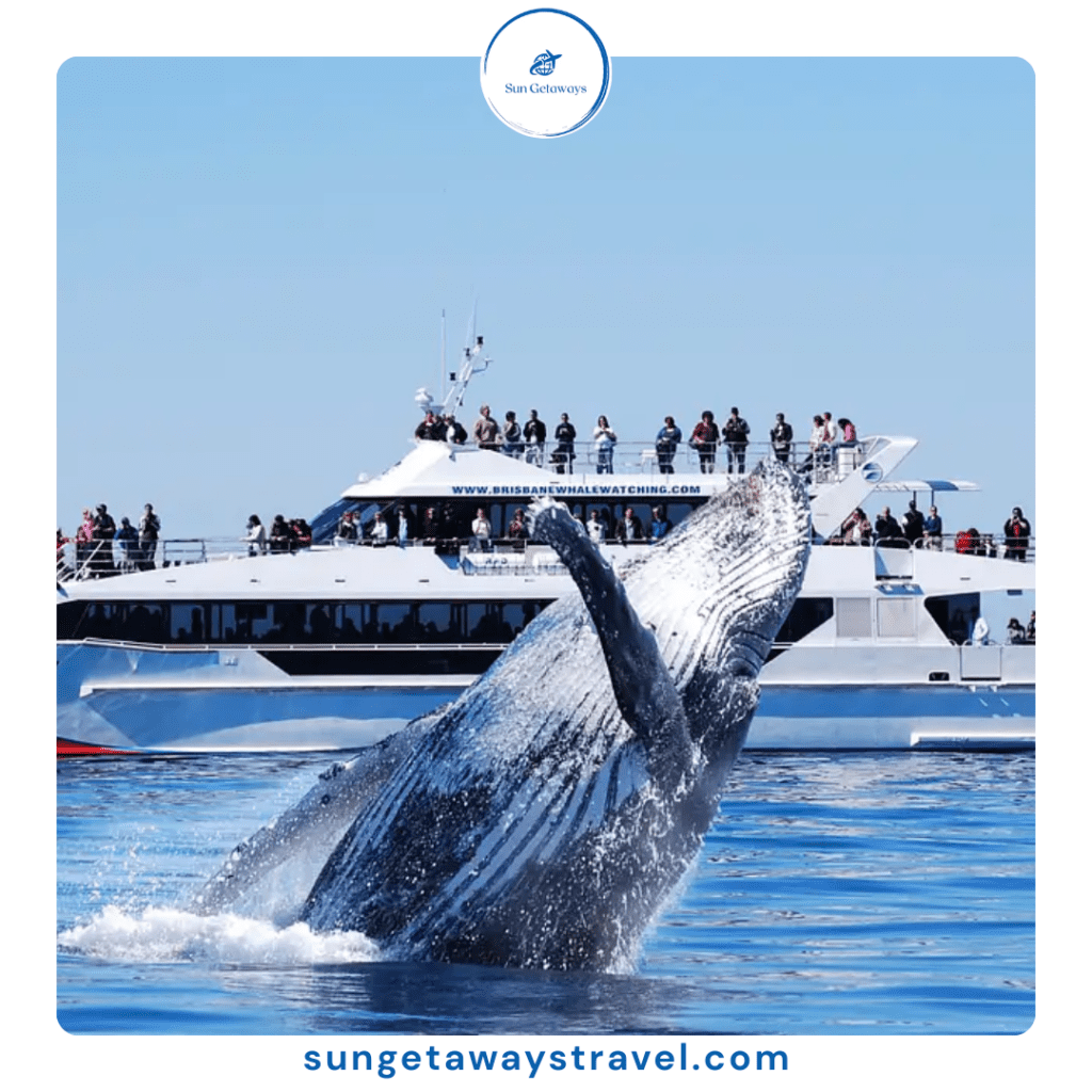 Vietnam whale watching tour