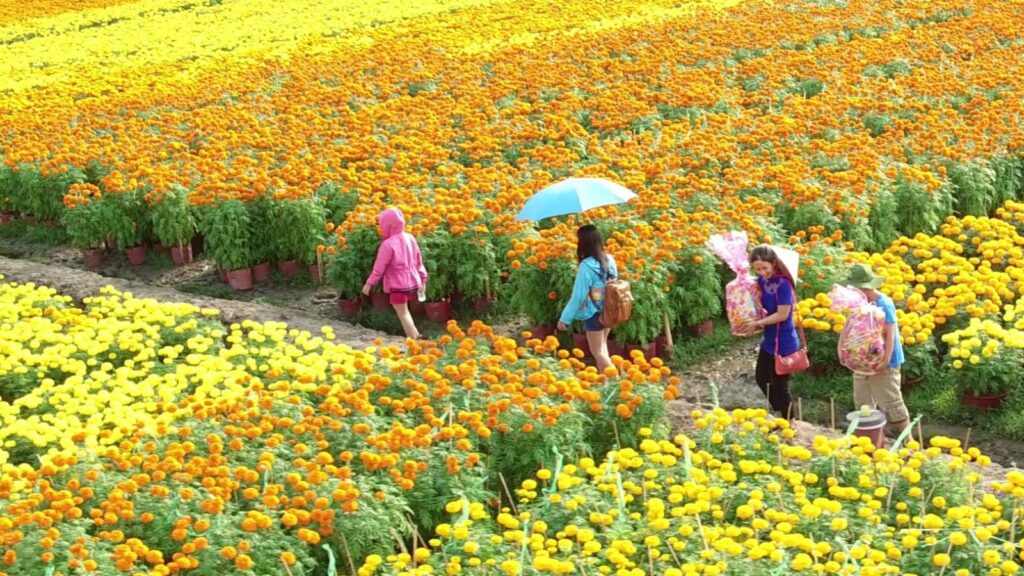 sa dec flower field vietnam