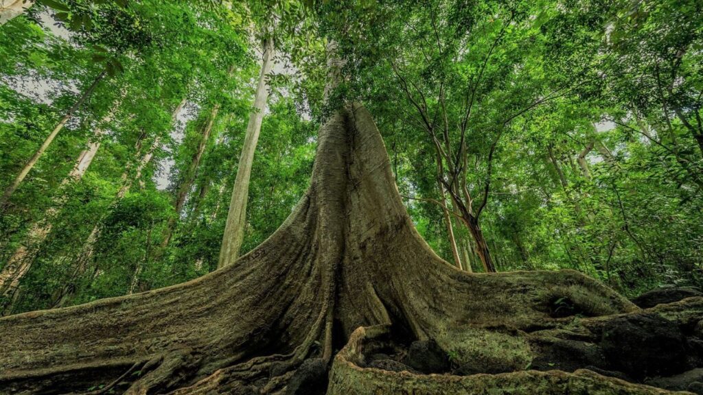 cat tien national park in vietnam