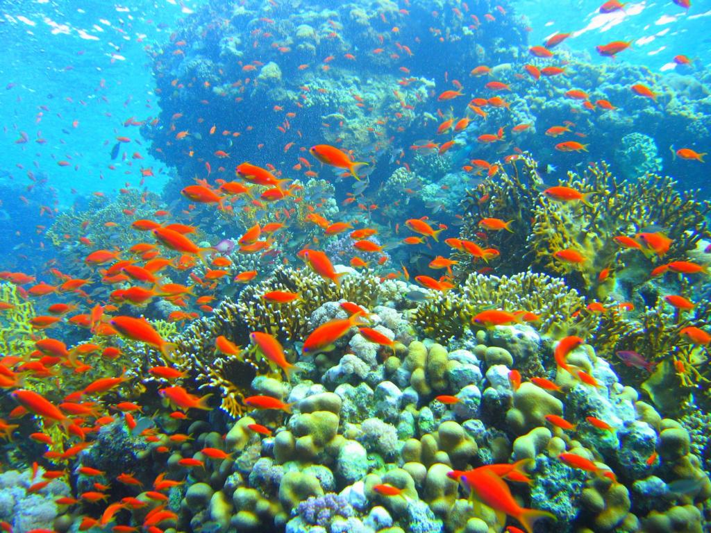 The marine park protects dozens of coral species, reef fish, and marine invertebrates.