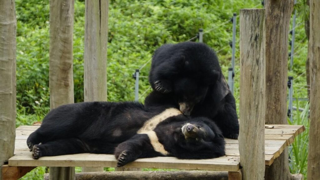 explore the Vietnam bear sanctuary