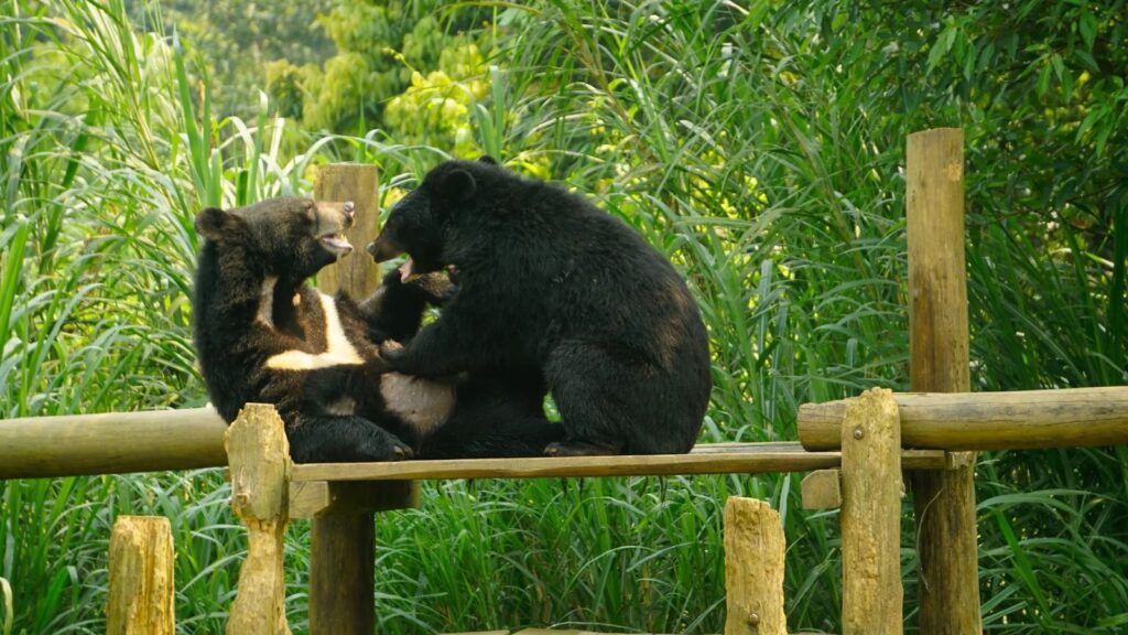 visit Vietnam bear sanctuary