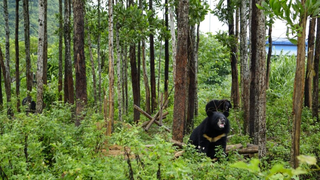 Vietnam bear rescue center