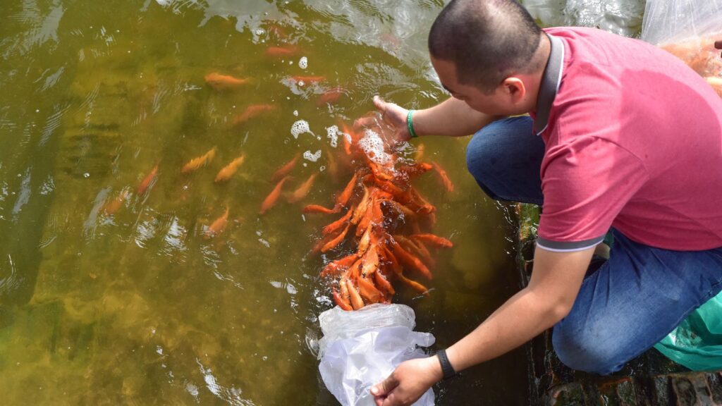 fish releasing in Hanoi